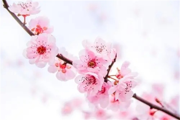 八字桃花神煞就是桃花运吗