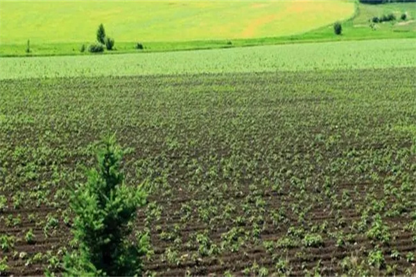 八字中缺土喜土的要怎么办