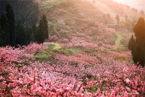 八字看桃花论命口诀