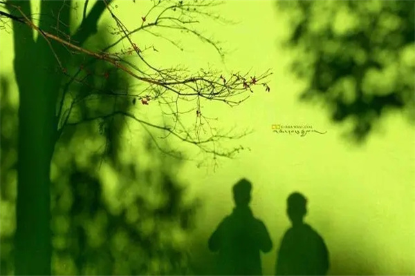 ​甲木生于各月的旺弱状态