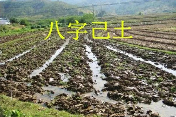 己土日元男命命好吗，八字己土日元遇什么命好