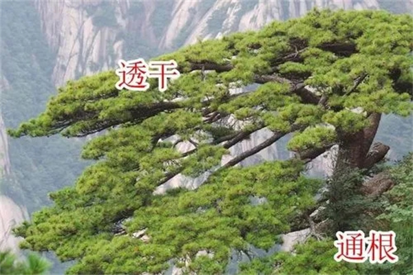 八字中什么是比肩透干