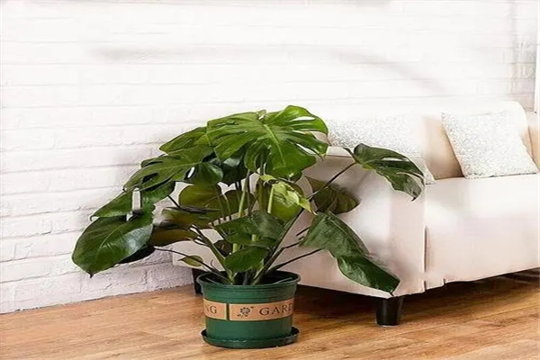 u=1807211428,823660564&fm=253&fmt=auto&app=138&f=JPEG.webp.jpg u=1807211428,823660564&fm=253&fmt=auto&app=138&f=JPEG.webp.jpg