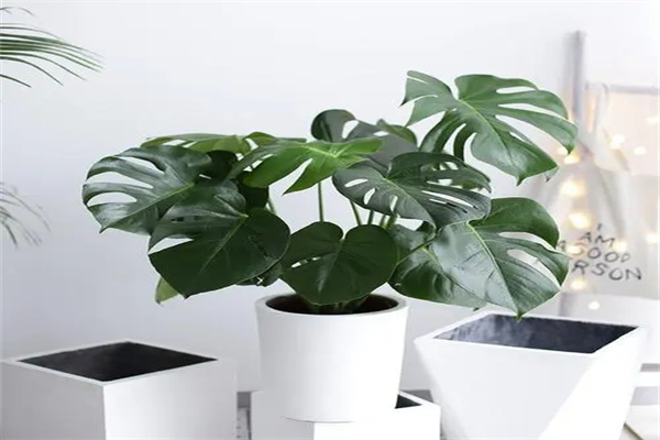 u=2588367207,2122898900&fm=253&fmt=auto&app=138&f=JPEG.webp.jpg u=2588367207,2122898900&fm=253&fmt=auto&app=138&f=JPEG.webp.jpg