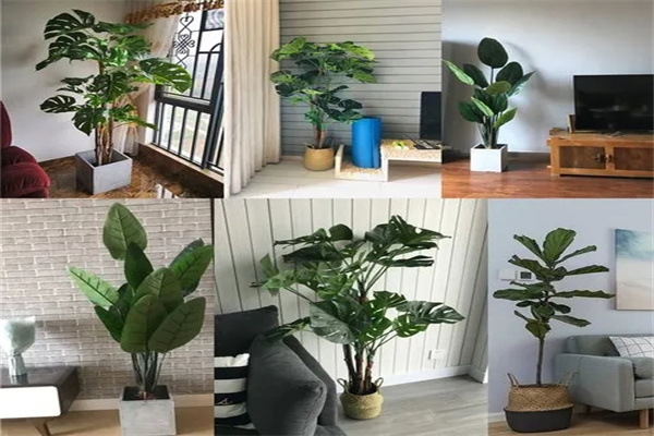 室内养什么植物风水好