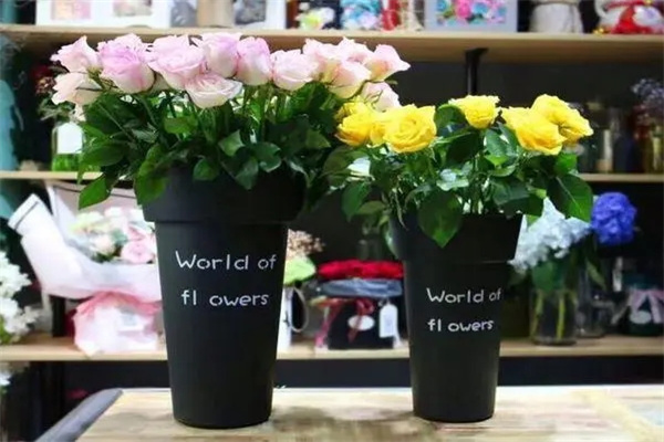 店里放什么植物招财