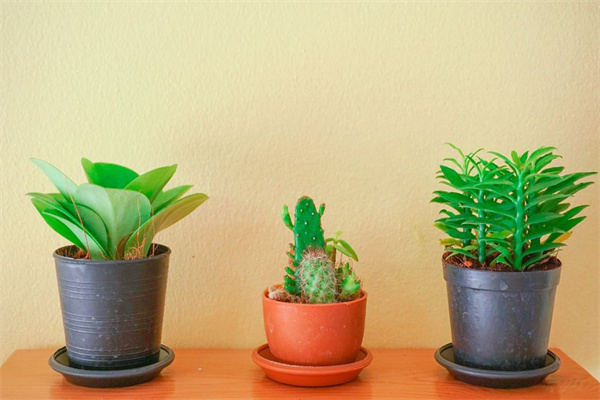 住宅客厅八种植物招财旺宅