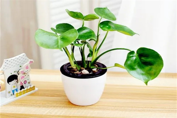 客厅绿色植物放置风水禁忌