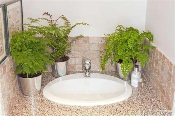 卫生间招财风水植物