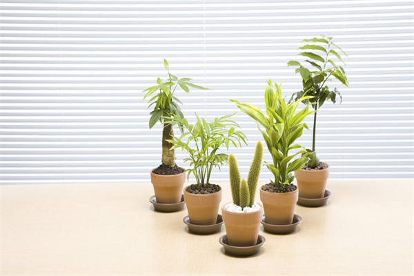 客厅植物风水必知禁忌