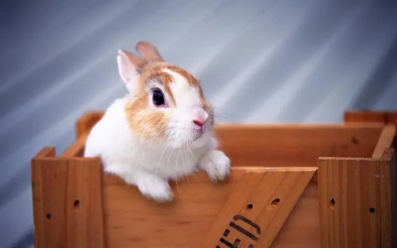 1975年出生的人是什么命