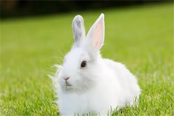 2011年出生的人命好吗