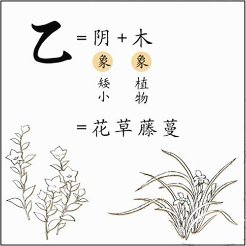 八字基础知识：十天干、乙木