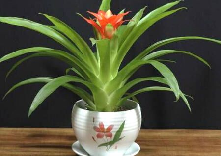 卫生间养什么植物旺风水