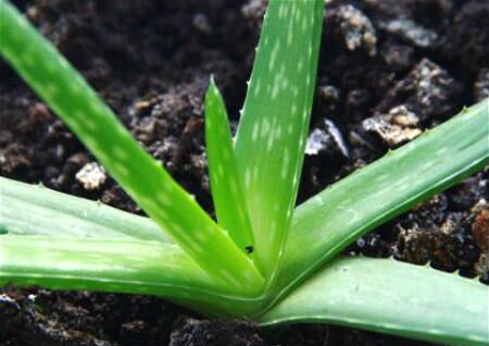 202003251585130203425644.jpg 202003251585130203425644.jpg