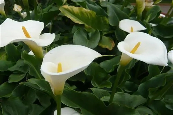 马蹄莲摆放在家里风水好吗