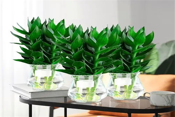 富贵竹办公室摆放风水