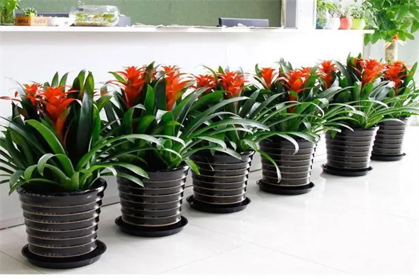 挡煞的风水植物有哪些