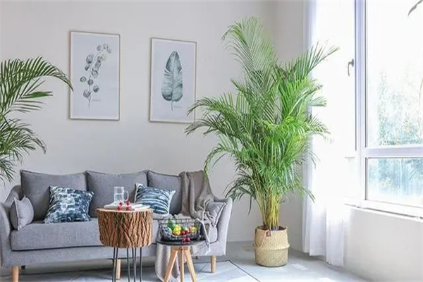 什么植物适合卧室中种植