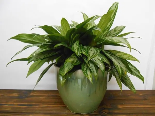 十大阳台化煞招财植物