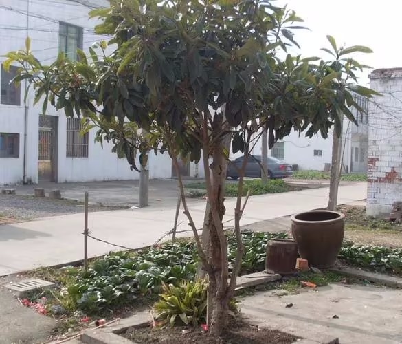 u=1557253458,2814506822&fm=253&fmt=auto&app=138&f=JPEG.avif.jpg u=1557253458,2814506822&fm=253&fmt=auto&app=138&f=JPEG.avif.jpg