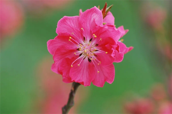 风水斩桃花方法技巧