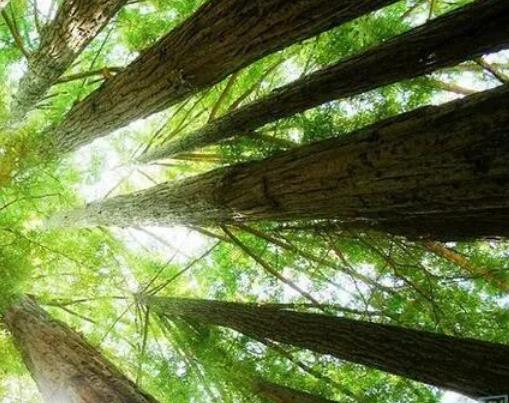 八字五行忌木的详解大全