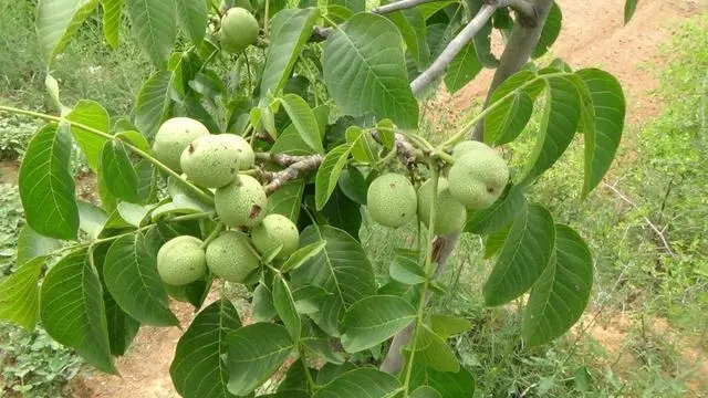 种核桃树风水好吗