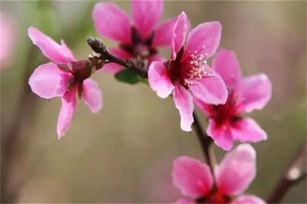 u=1742437251,2477824447&fm=253&fmt=auto&app=138&f=JPEG.webp.jpg u=1742437251,2477824447&fm=253&fmt=auto&app=138&f=JPEG.webp.jpg