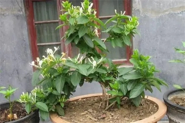 家里种金银花风水好吗