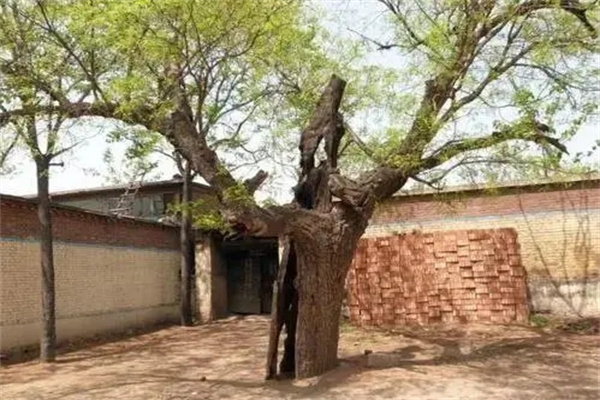 门前种哪棵树风水好