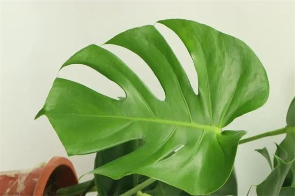 u=46400264,4131741410&fm=253&fmt=auto&app=138&f=JPEG.webp.jpg u=46400264,4131741410&fm=253&fmt=auto&app=138&f=JPEG.webp.jpg