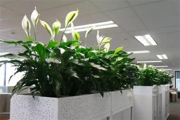 u=473676201,3617168018&fm=253&fmt=auto&app=138&f=JPEG.webp.jpg u=473676201,3617168018&fm=253&fmt=auto&app=138&f=JPEG.webp.jpg