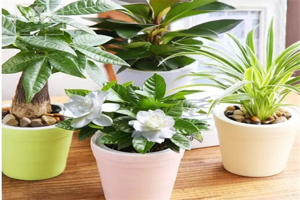 u=1483786639,483219205&fm=253&fmt=auto&app=138&f=JPEG.webp.jpg u=1483786639,483219205&fm=253&fmt=auto&app=138&f=JPEG.webp.jpg