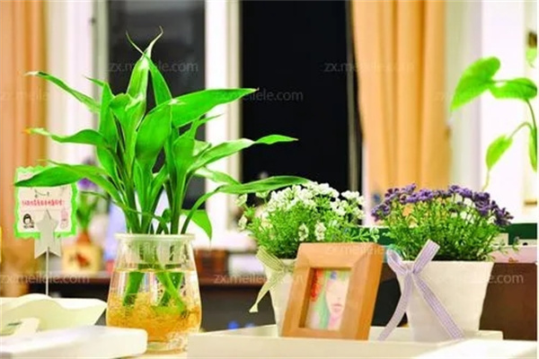 ​要掌握的花草风水常识