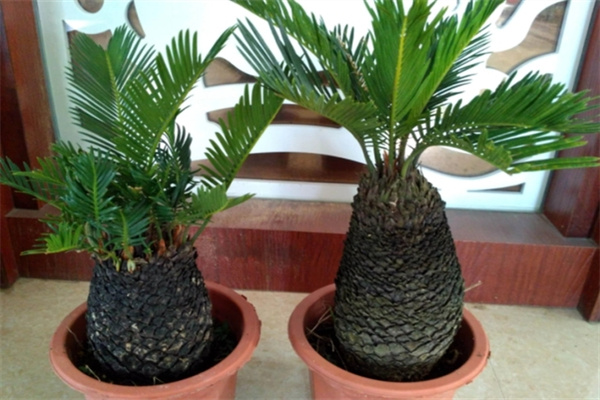 u=2836106701,2943369134&fm=253&fmt=auto&app=120&f=PNG.webp.jpg u=2836106701,2943369134&fm=253&fmt=auto&app=120&f=PNG.webp.jpg