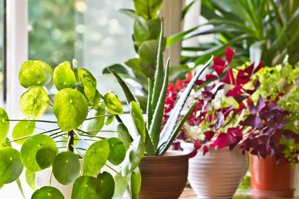 家里植物摆放风水禁忌（家里植物摆放风水禁忌有哪些）