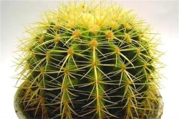 u=1147182059,3449180613&fm=253&fmt=auto&app=138&f=JPEG.webp.jpg u=1147182059,3449180613&fm=253&fmt=auto&app=138&f=JPEG.webp.jpg