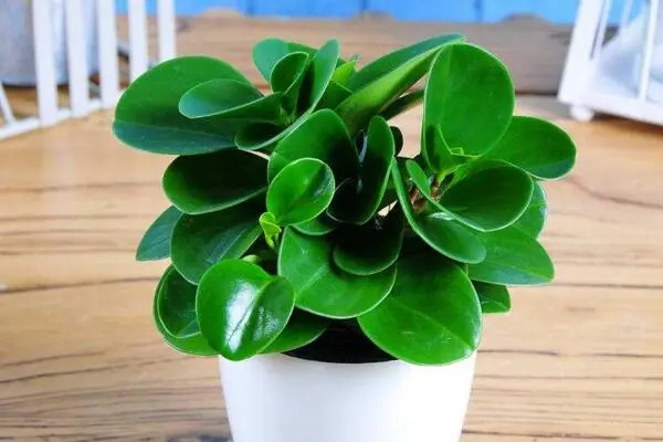 八字看你适合养什么植物（八字看你适合养什么植物呢）