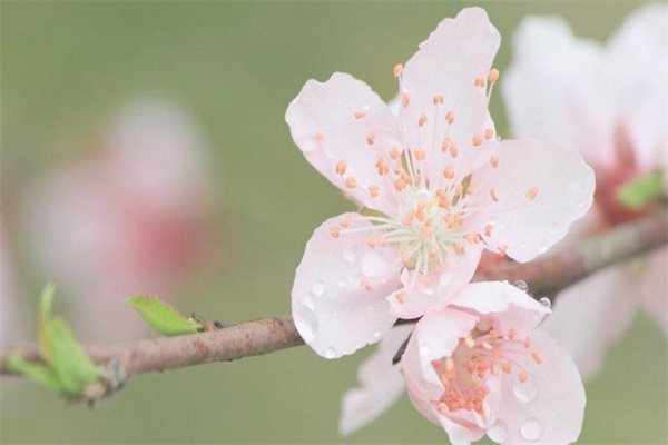 命带咸池桃花的人好不好