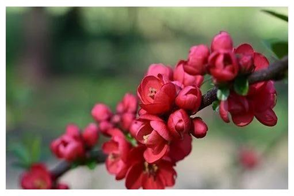 桃花极旺的八字（桃花极旺的八字是什么）