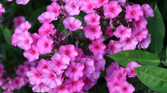 什么风水招烂桃花（什么风水招烂桃花的人）