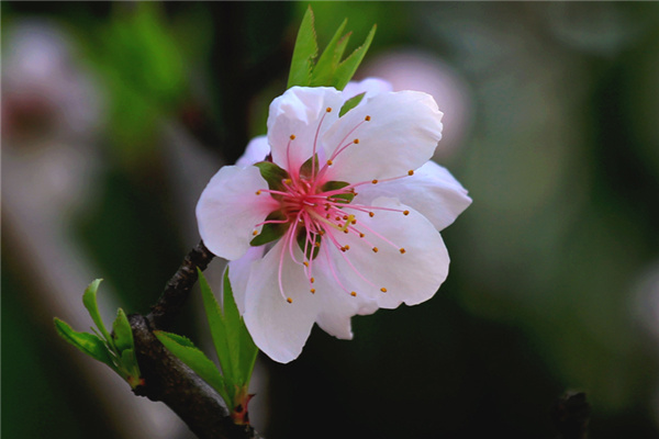六爻如何看桃花（六爻如何看桃花运）