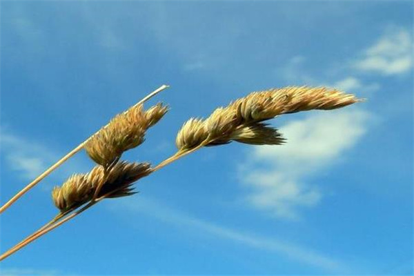 用神的成功与失败（用神实例）