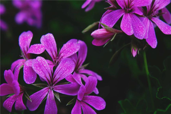 命带金桃花的八字特征（命带金桃花的女孩）