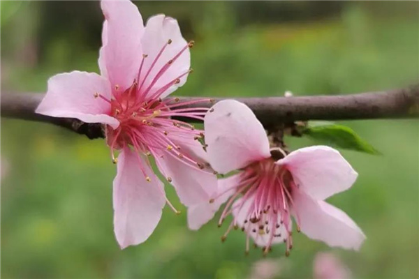 桃花刃是什么意思（什么叫桃花刃）