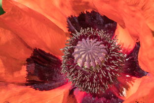 文财神怎么摆放