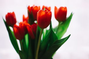 什么样的风水招烂桃花（什么样的风水招烂桃花呢）