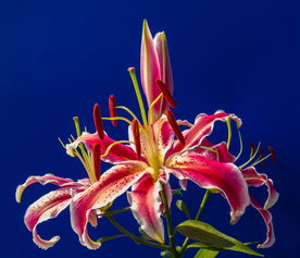 酒店大堂适合摆什么摆件(酒店大堂适合摆什么摆件图片)