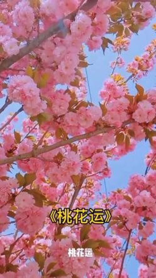 女人脸上长了桃花痣是什么意思（女人脸上长了桃花痣是什么意思啊）